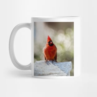 Male cardinal Mug